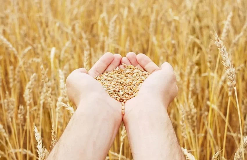 Hydrolyzed Wheat Gluten 03(001)
